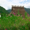 日本風景１４６５コスモス