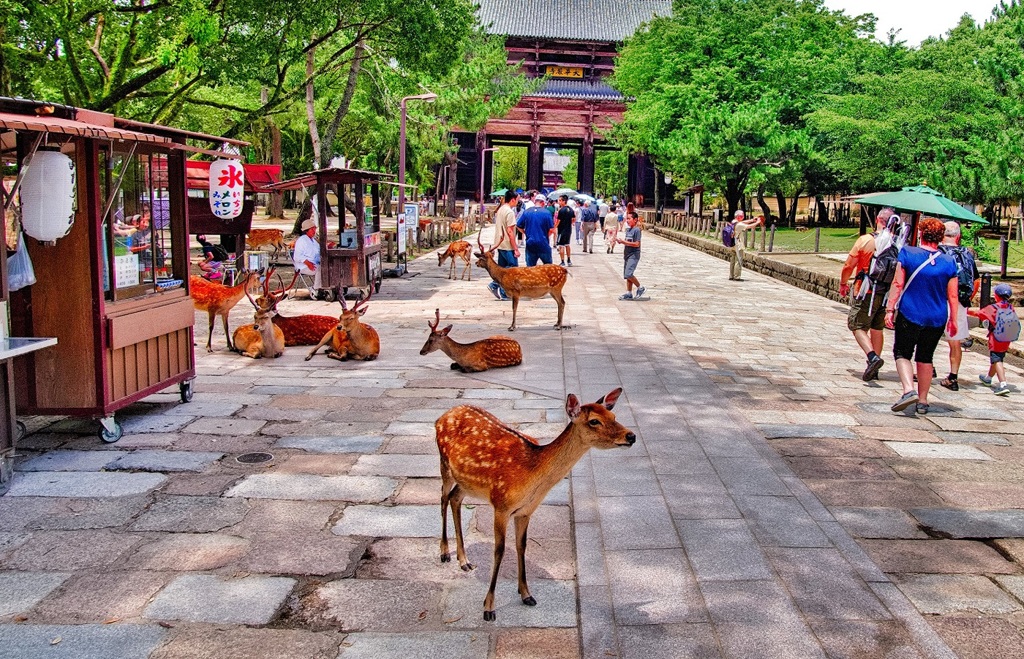 日本風景７９８　奈良　参道