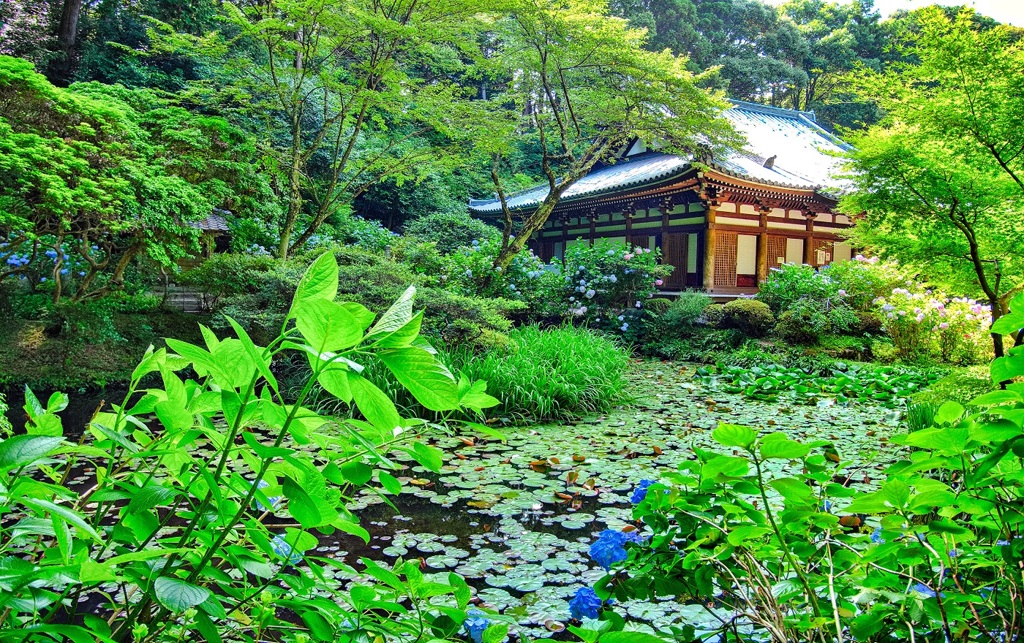 日本風景７７３　寺　紫陽花
