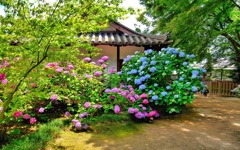 日本風景７７１　寺　紫陽花