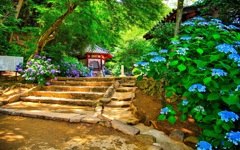 日本風景７４０　寺　庭　あじさい