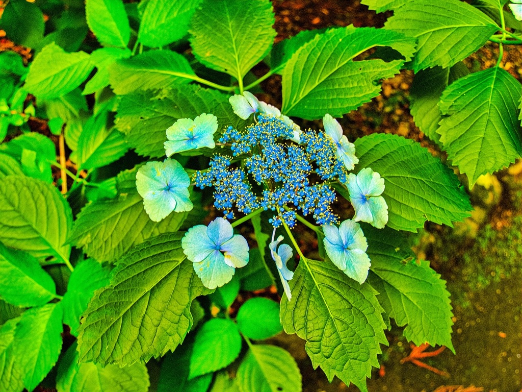 風景７０１　寺　庭　紫陽花