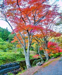 風景２１９　 秋