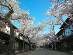 日本風景１３８７　桜