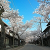 日本風景１３８７　桜