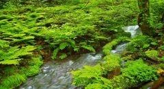 風景１６０　小川