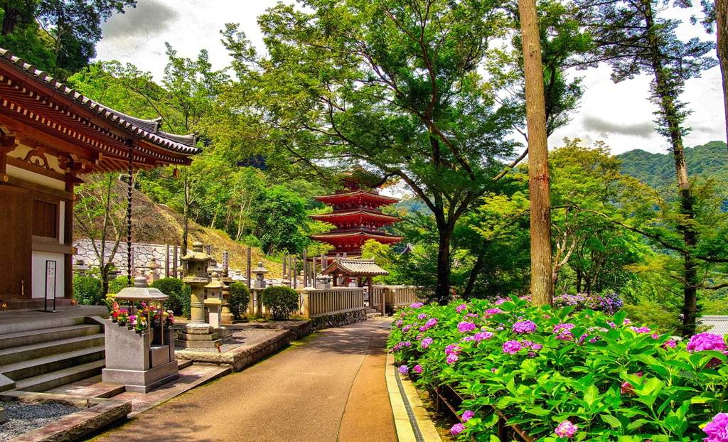 日本風景７５５　寺　庭　あじさい