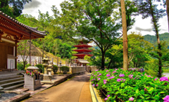 日本風景７５５　寺　庭　あじさい