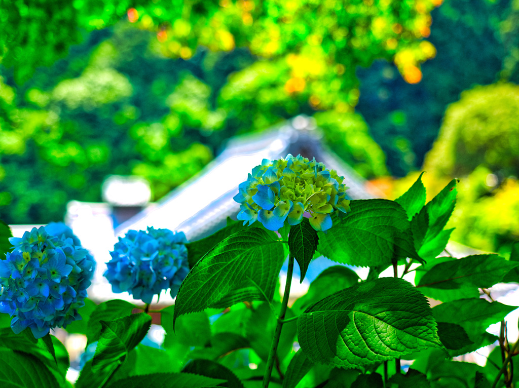 日本風景９５９　紫陽花