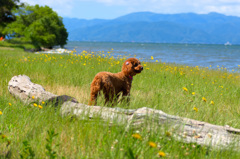 日本風景９３０　犬のいる風景