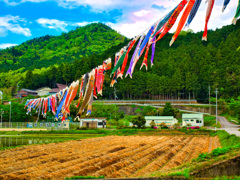 日本風景８９５　鯉のぼり