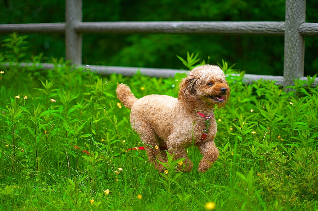 DOG193