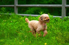 DOG193