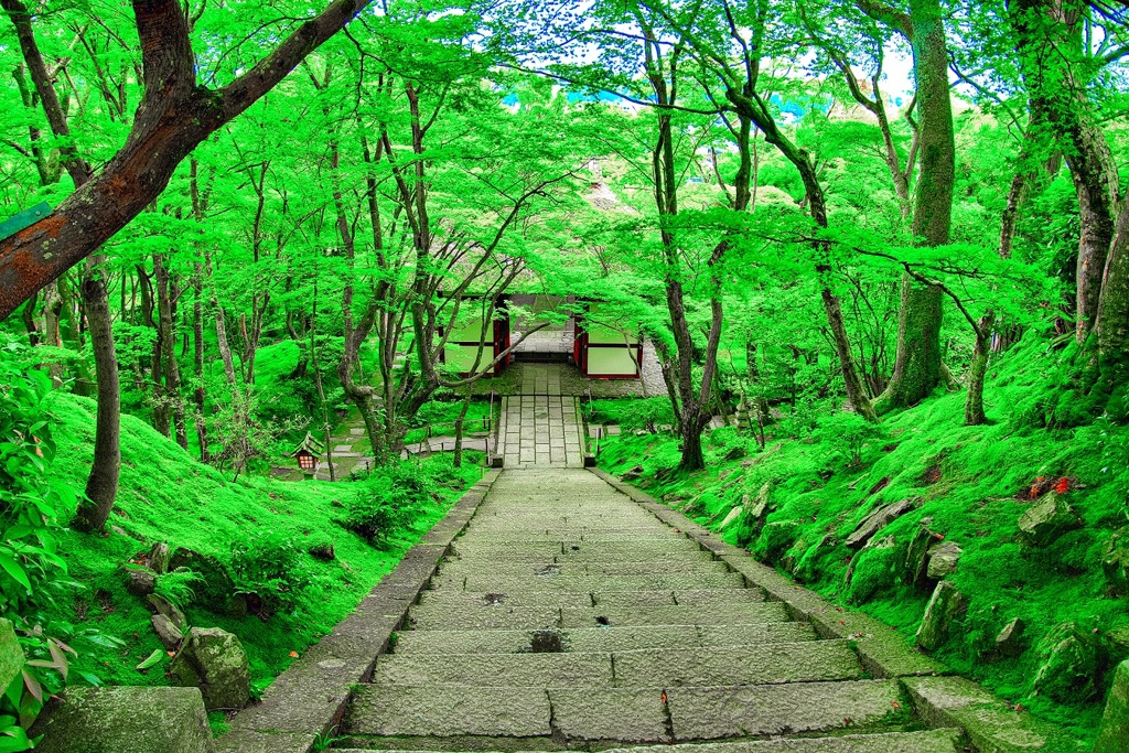 日本風景８０９　京都　寺