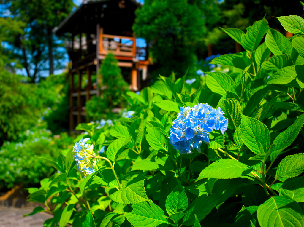 日本風景９５４　紫陽花