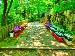 日本風景９４６　紫陽花と寺と