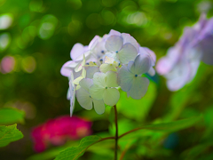 日本風景１０８６　紫陽花
