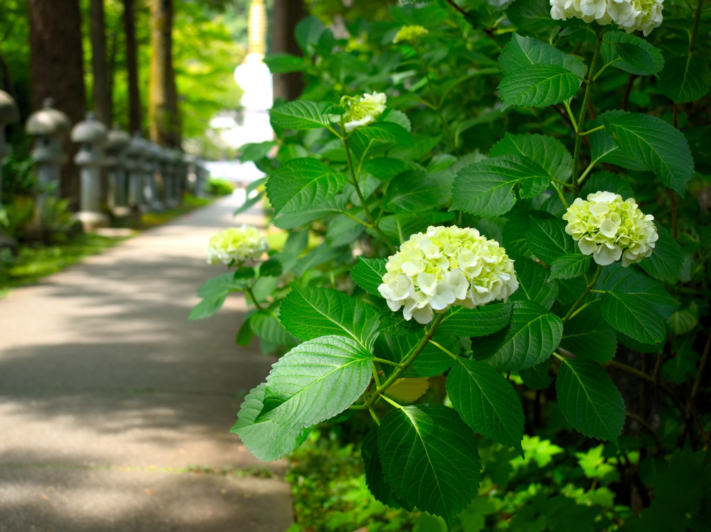 日本風景９７０　紫陽花