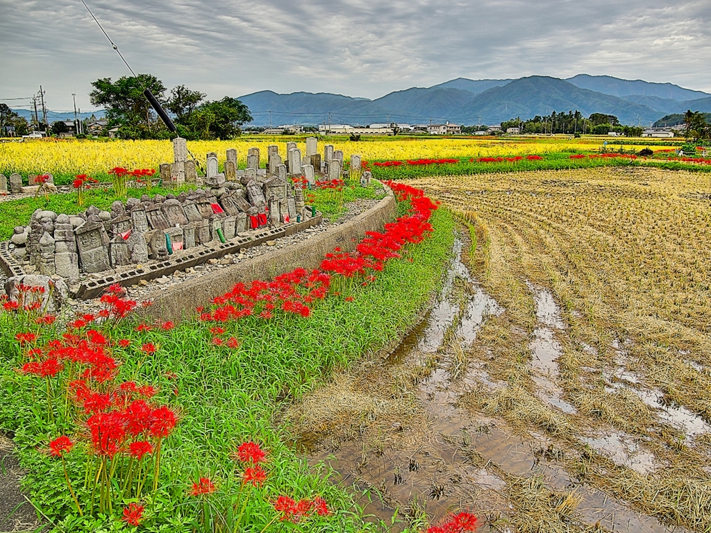 日本風景１１９９　彼岸花
