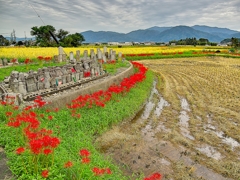 日本風景１１９９　彼岸花