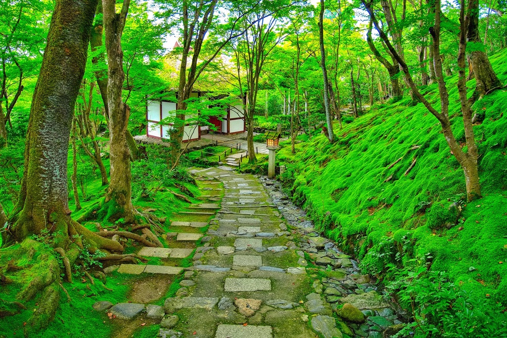 日本風景８１４　京都　寺