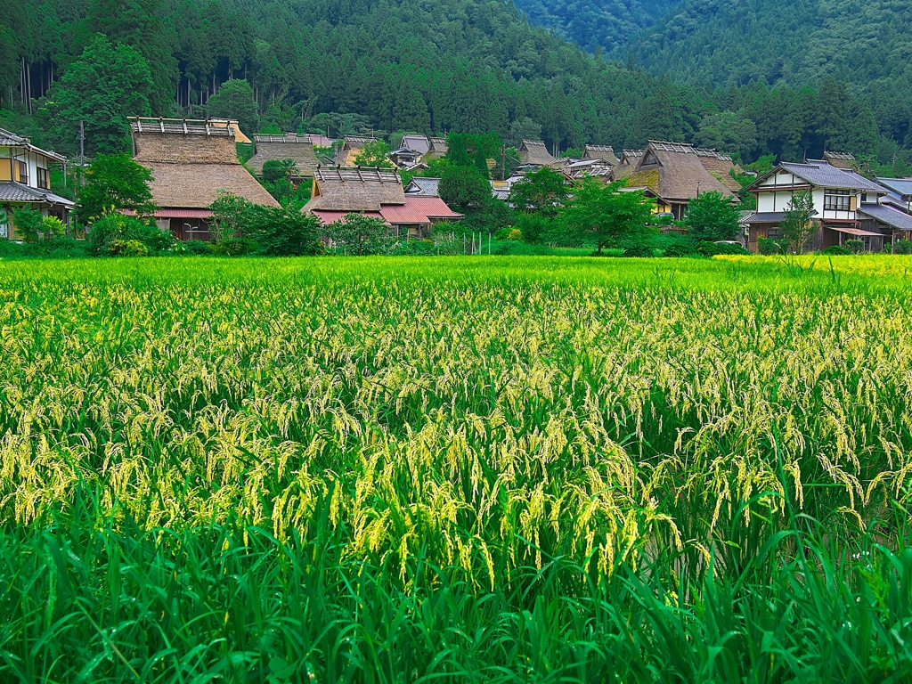 日本風景１４５２農村