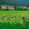 日本風景１４５２農村