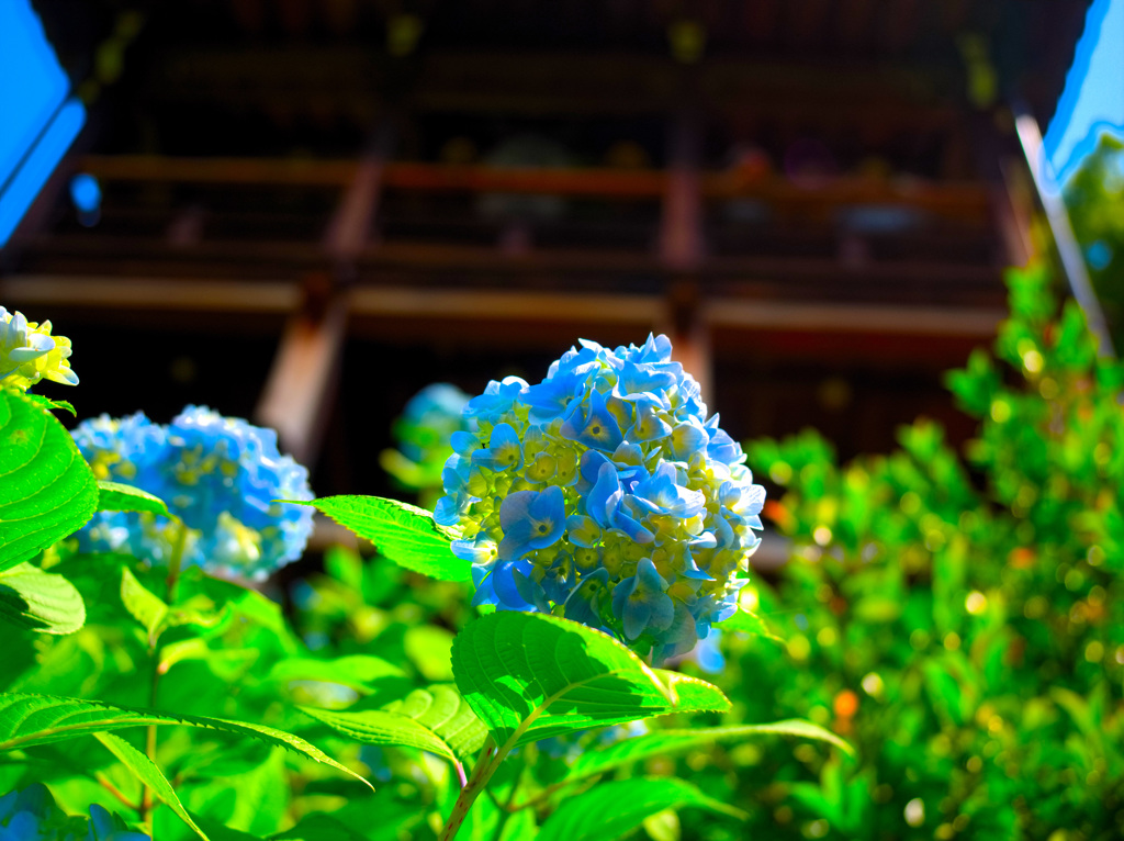 日本風景９５６　紫陽花