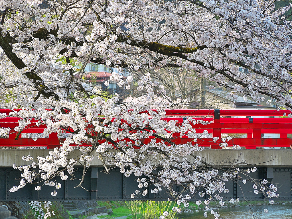 日本風景１０５９　 春