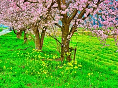 日本風景８７２　桜の場所
