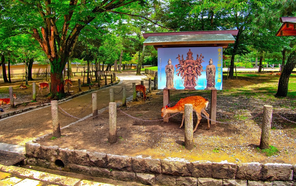 日本風景７９１　奈良　