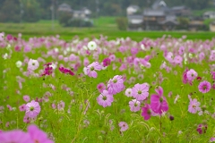 日本風景１２１４　コスモス