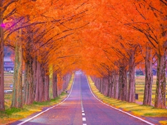 日本風景１５２０並木