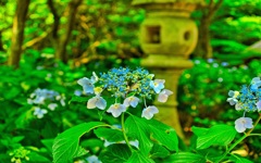 風景６９３　山寺　庭