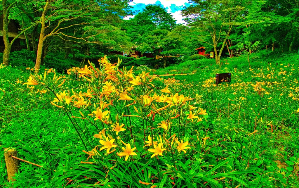 風景６２０　花
