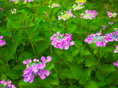 日本風景１０９７　紫陽花