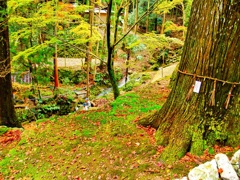 風景１９６　山寺　秋