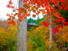 日本風景１０２3　秋