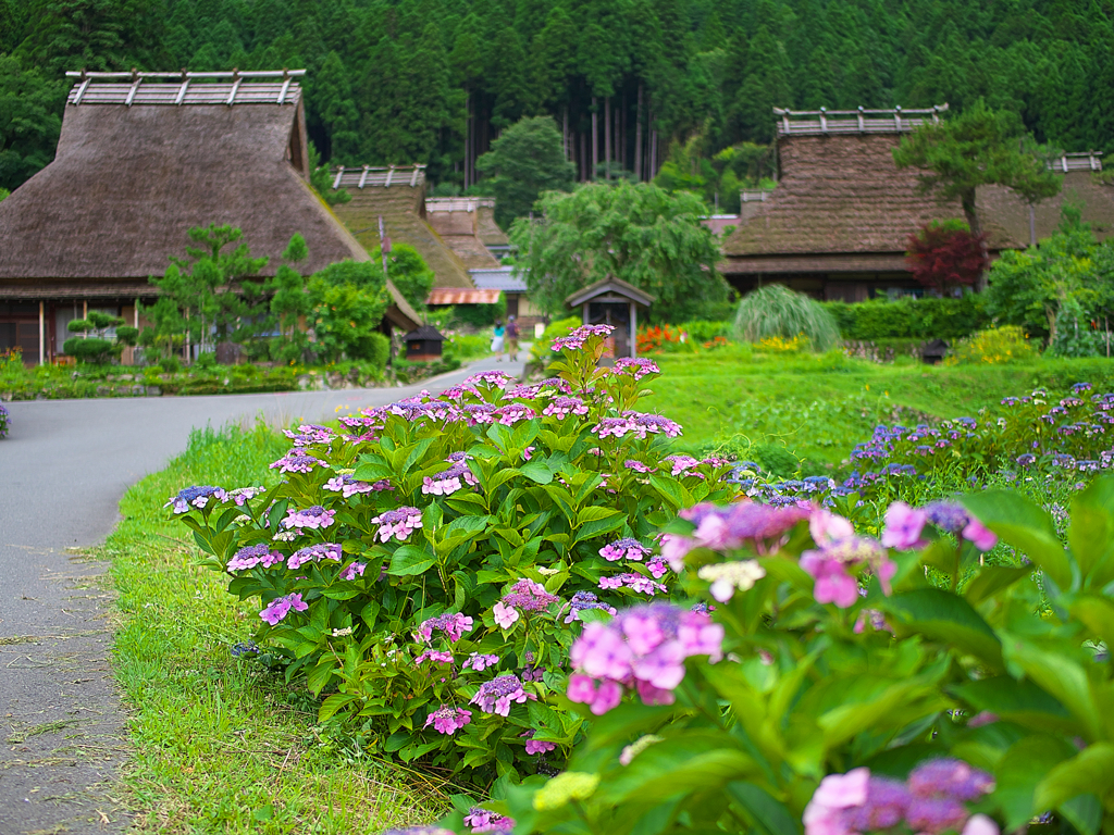 日本風景１１１１紫陽花
