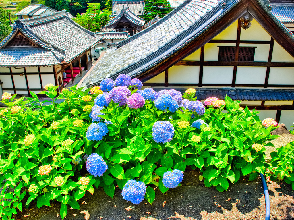 日本風景９５５　紫陽花