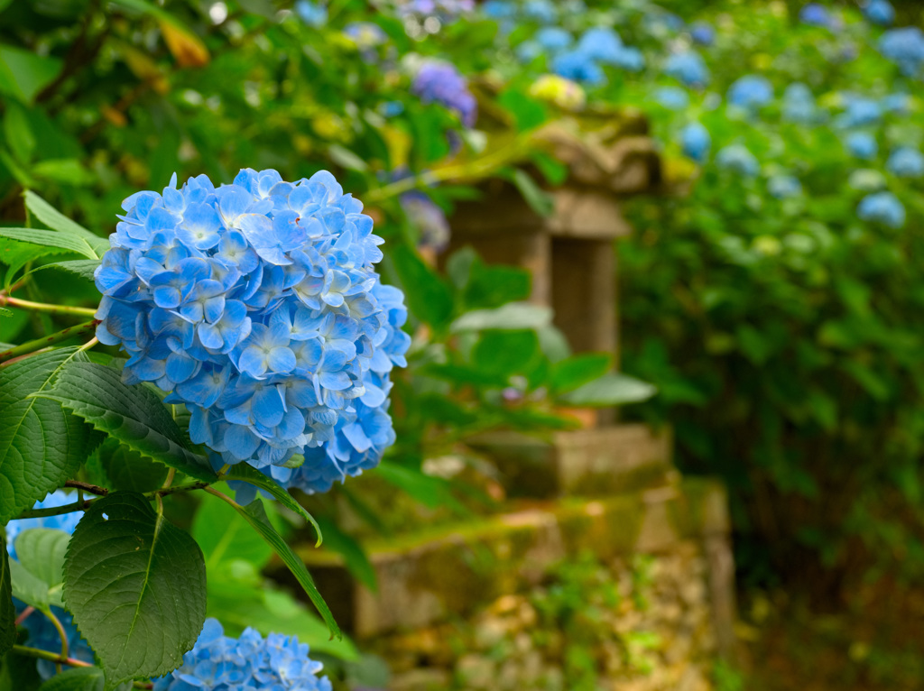 日本風景９７５　紫陽花