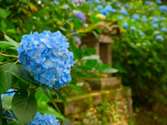 日本風景９７５　紫陽花