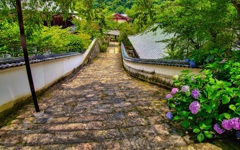 日本風景７５４　寺　庭　あじさい