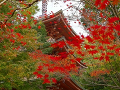 日本風景１２４６秋