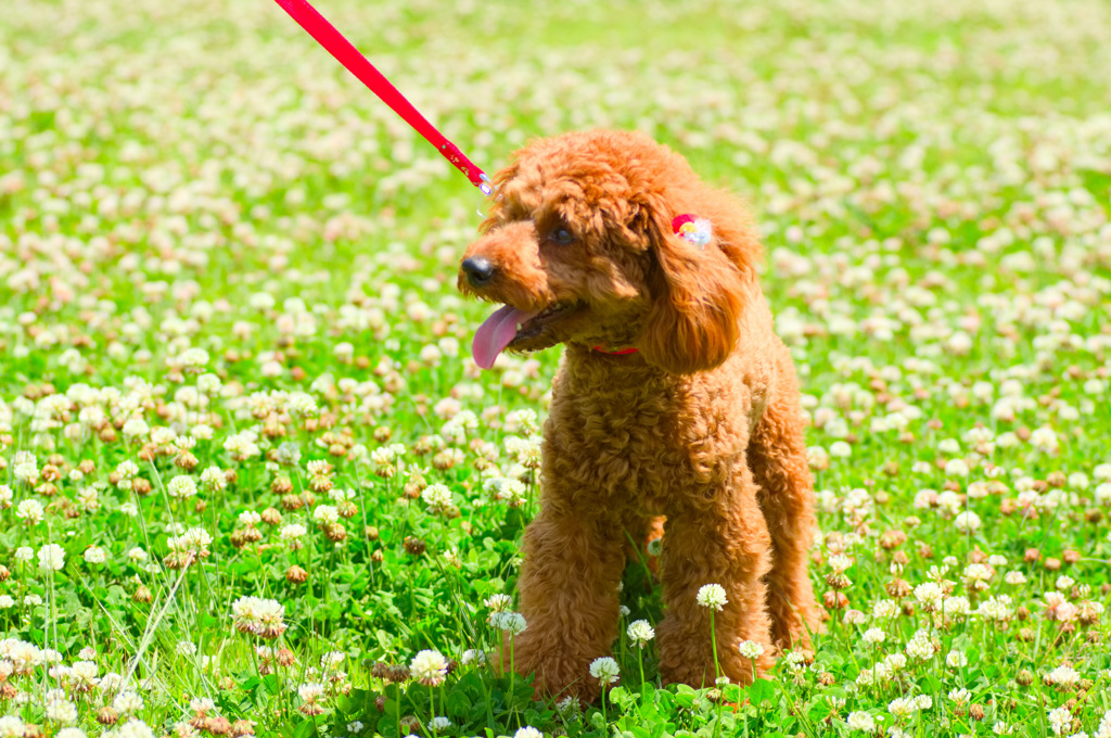 トイプードル 　ミルミルみるきー３９