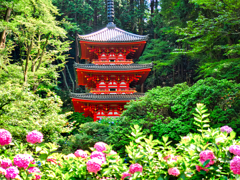 日本風景１０１１　紫陽花と寺