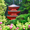 日本風景１０１１　紫陽花と寺