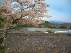 日本風景１３８９　嵐山春