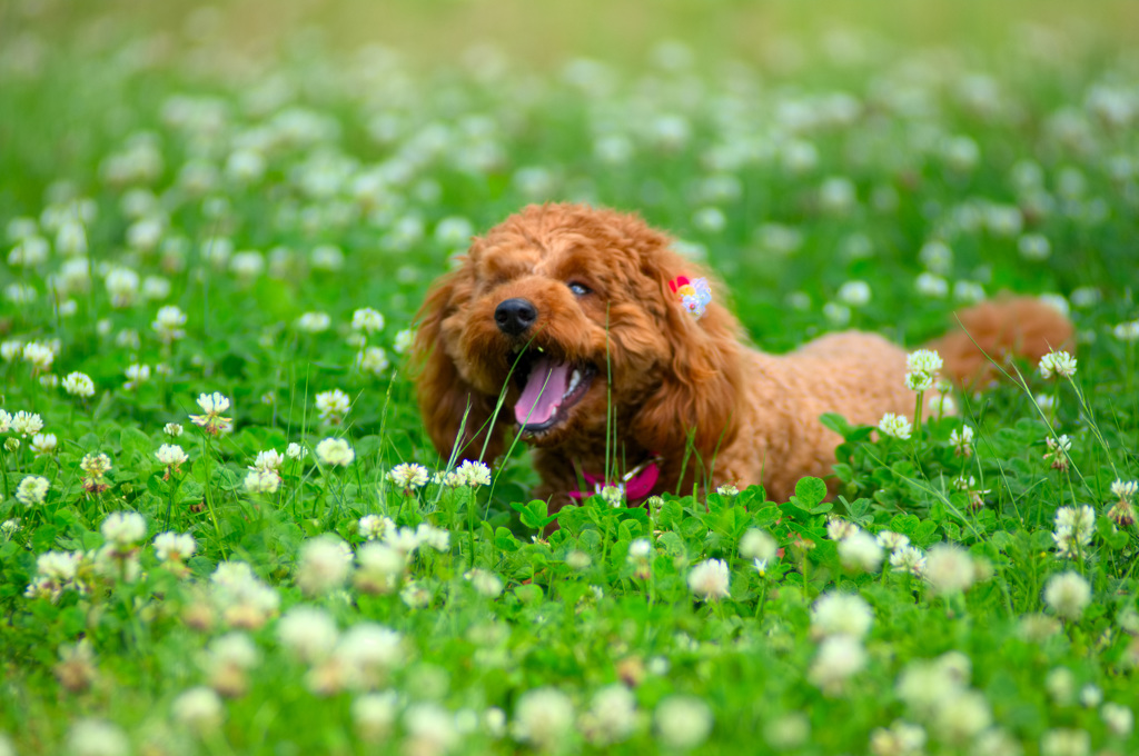 トイプードル 　ミルミルみるきー３７