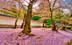 風景４３７　京都　春